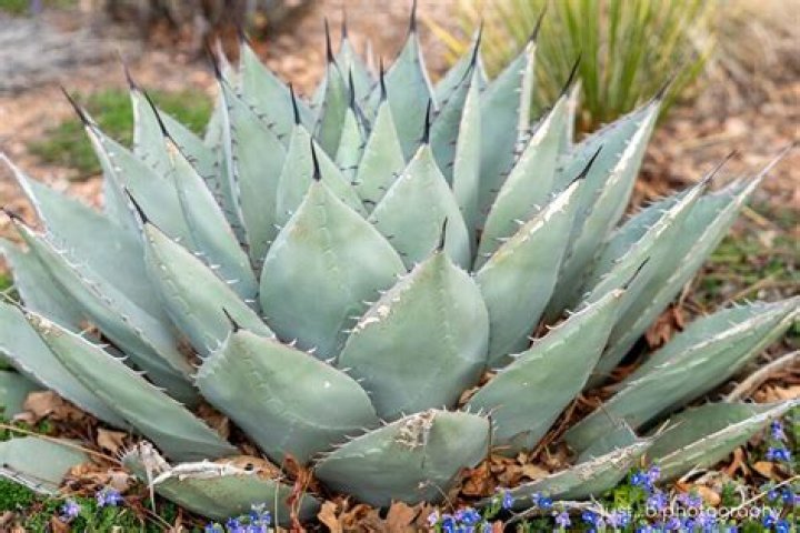 Are all agave plants poisonous?