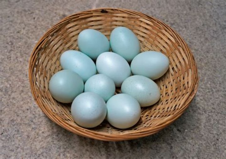 Are all duck eggs blue?