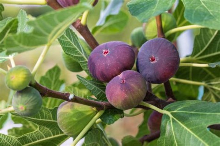 Are all fig fruits edible?