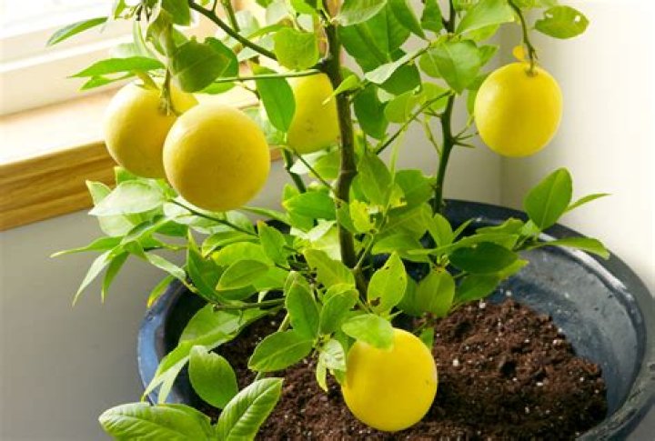 Are ants bad for my lemon tree?