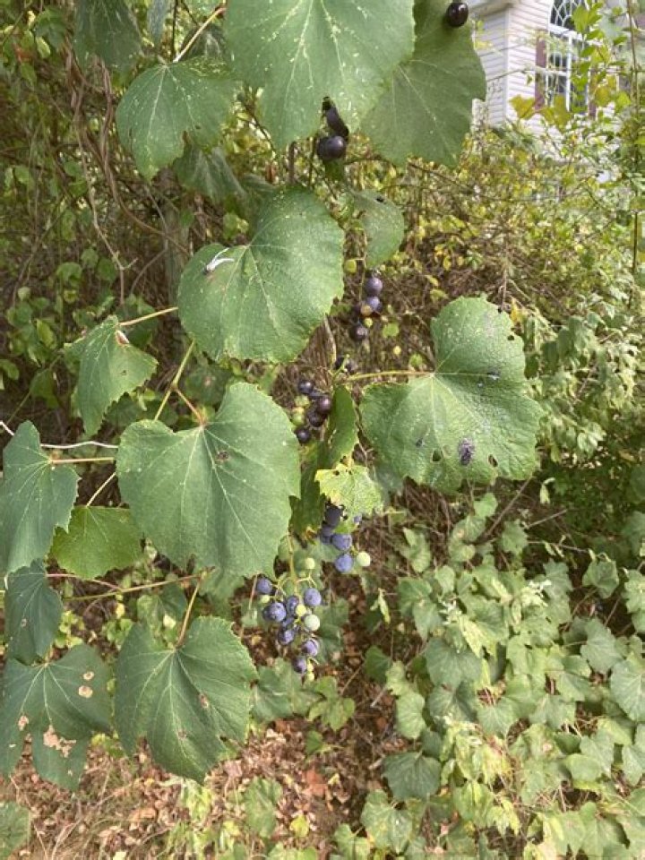 Are any grape leaves poisonous?
