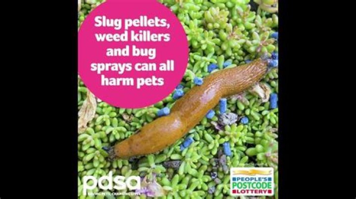 Are aphids harmful to dogs?