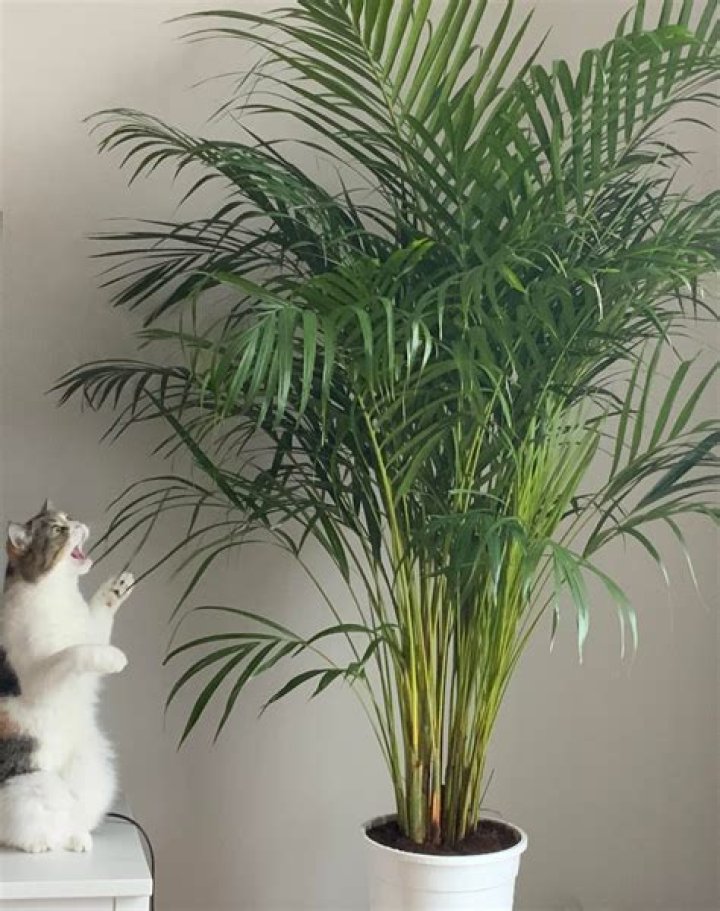 Are areca palms safe for cats?