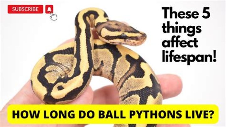 Are Ball Pythons good with kids?