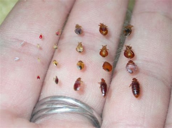 Are bed bug eggs visible to the human eye?