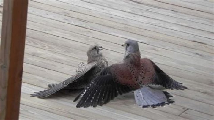 Are birds fighting or mating?