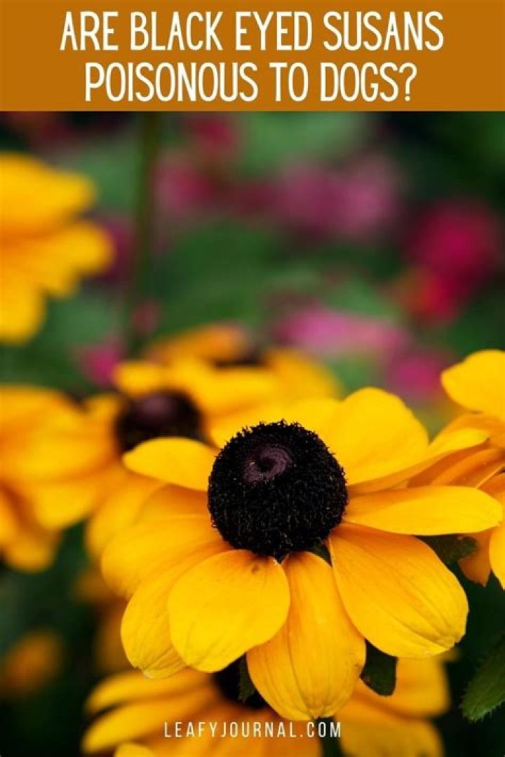 Are Black Eyed Susans poisonous?