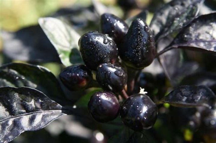 Are Black Pearl peppers edible?