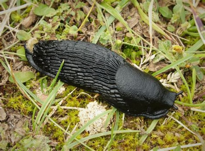 Are black slugs harmful?