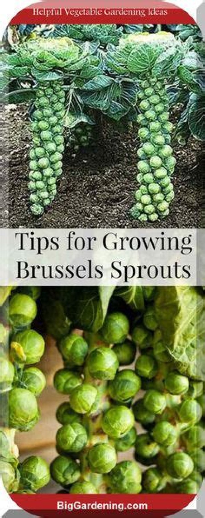 Are brussel sprouts a nightshade vegetable?