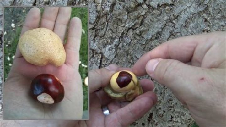 Are Buckeye nuts edible to humans?