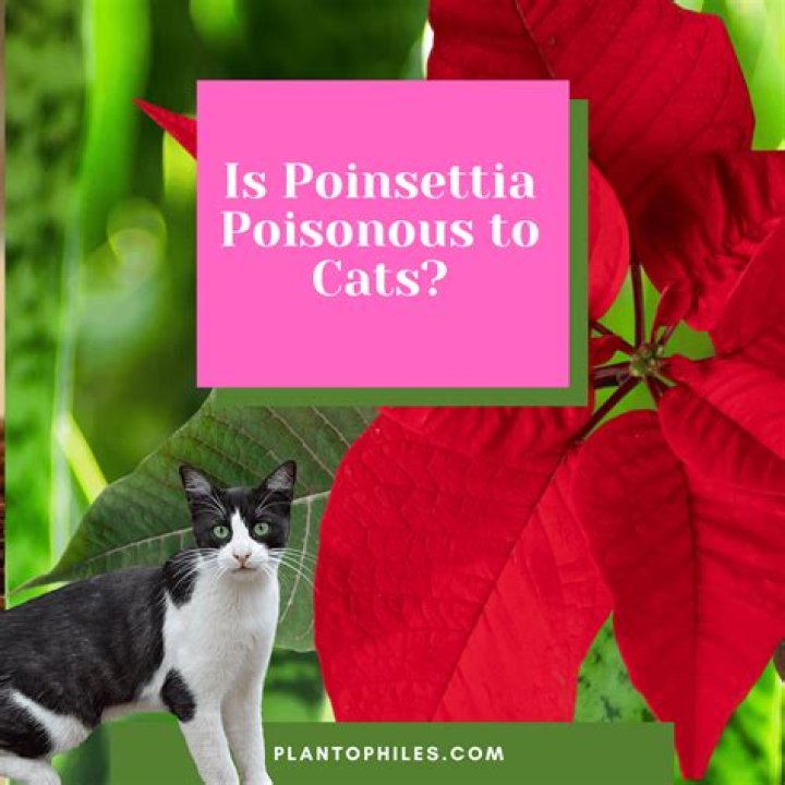 Are camellia flowers poisonous to cats?