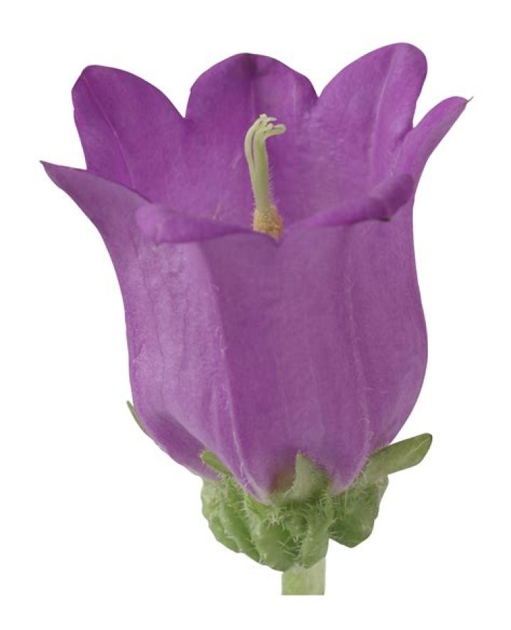 Are Campanula deer resistant?