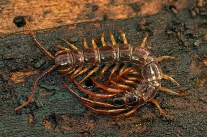 Are centipedes poisonous in California?