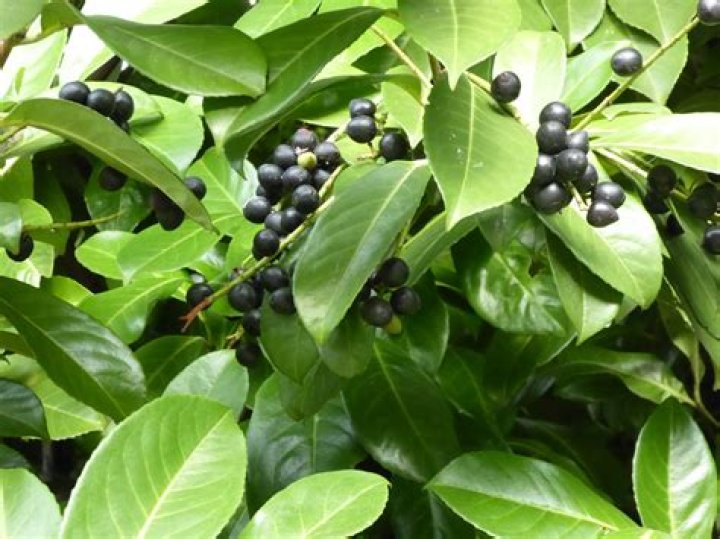 Are cherry laurel berries edible?