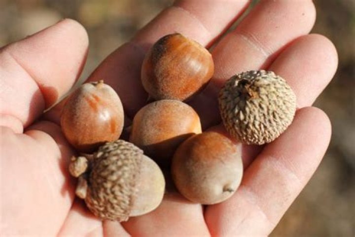 Are chestnut oak acorns edible?