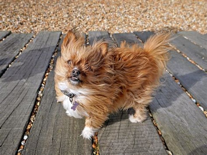 Are Chorkies smart dogs?