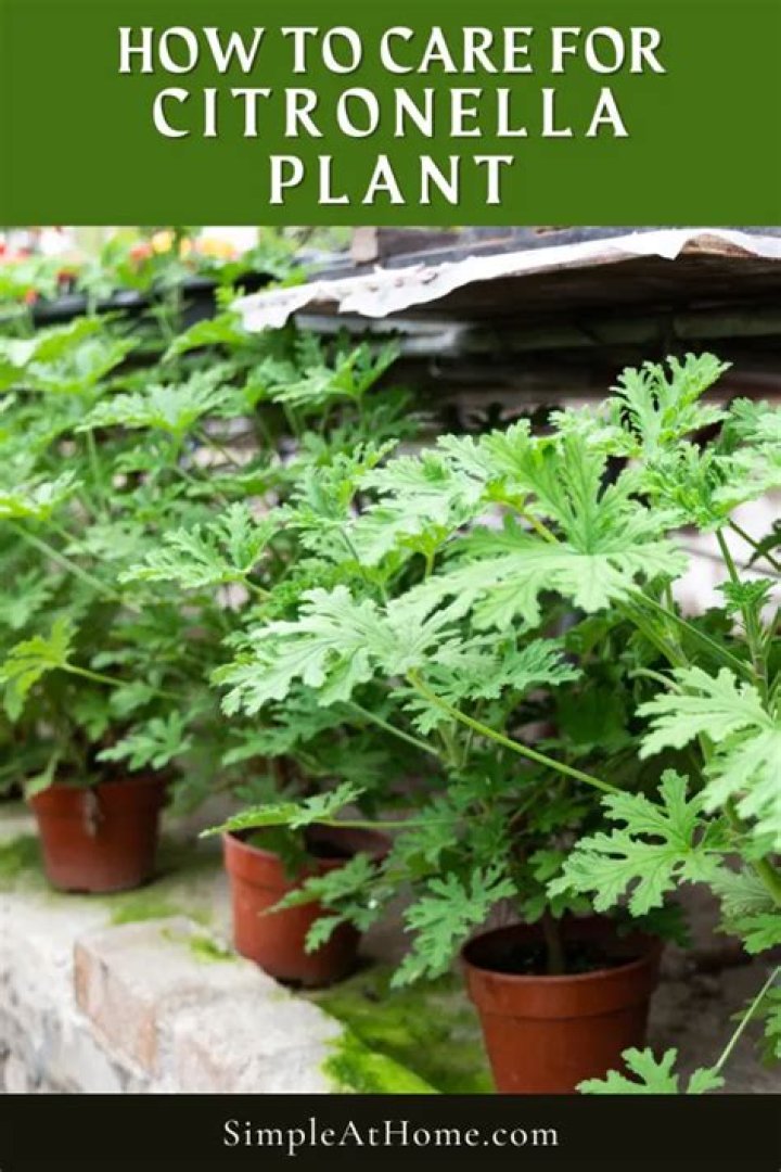 Are Citronella plants safe for kids?