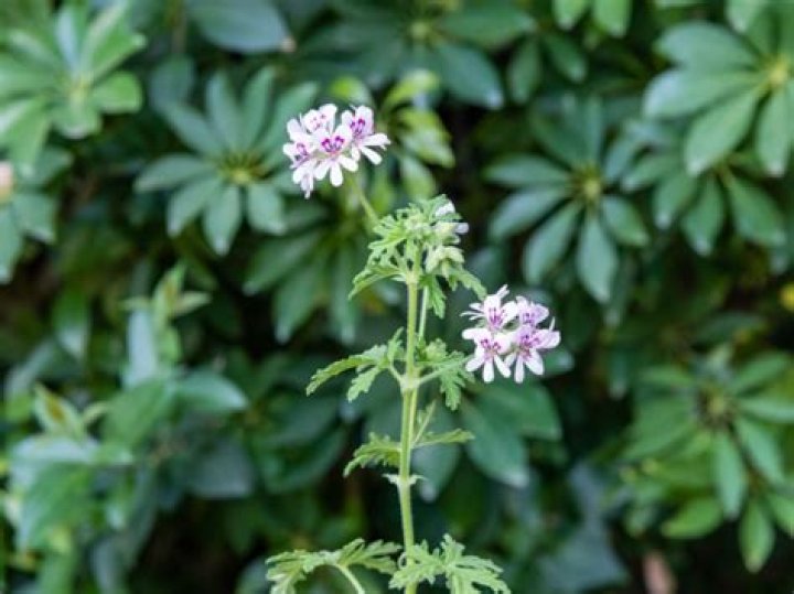 Are Citronella plants toxic to dogs?