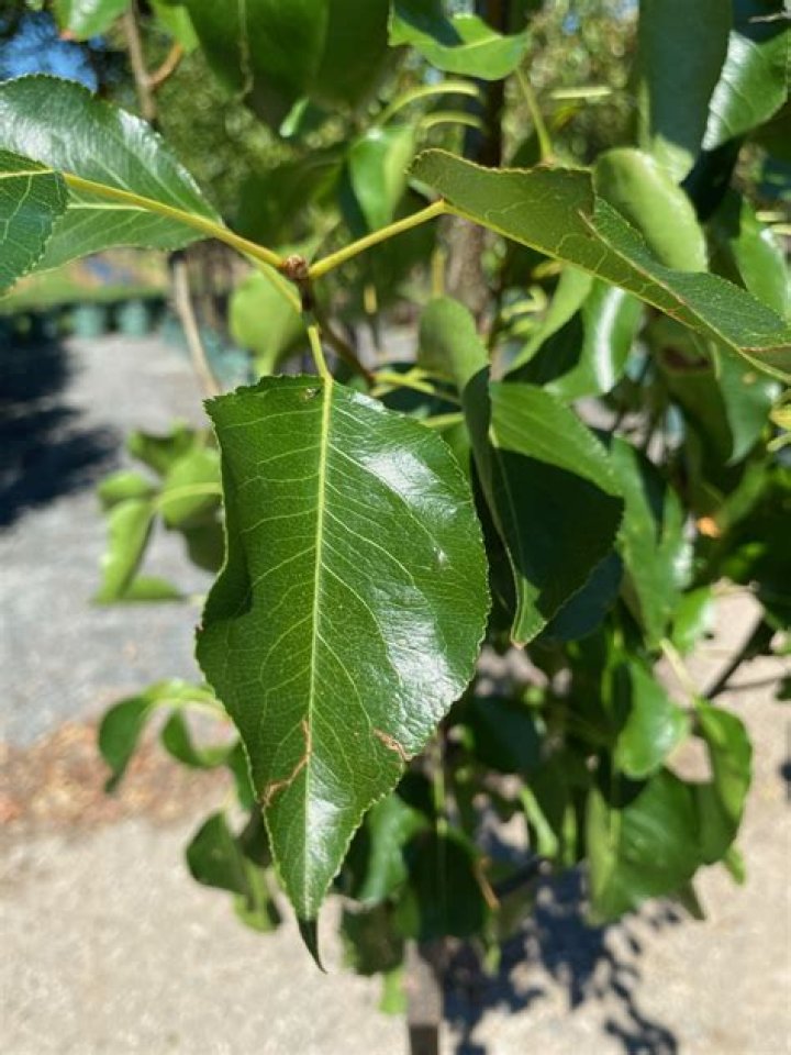 Are Cleveland pear trees fast growing?