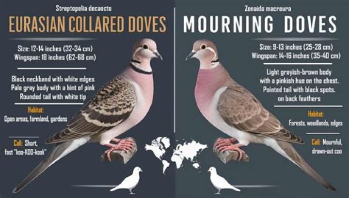 Are collared doves monogamous?