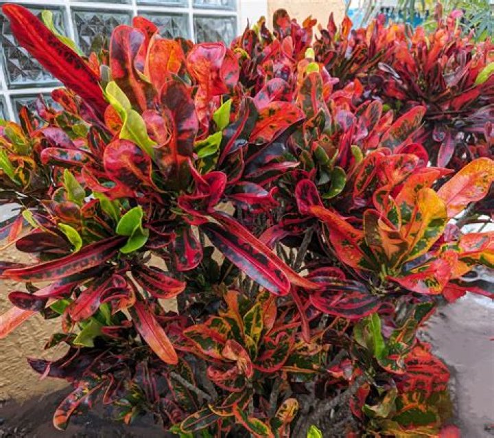 Are Crotons full sun?