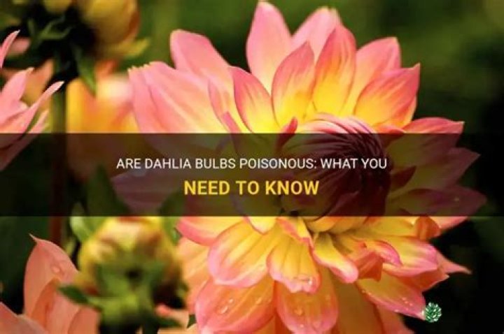 Are dahlia bulbs poisonous?
