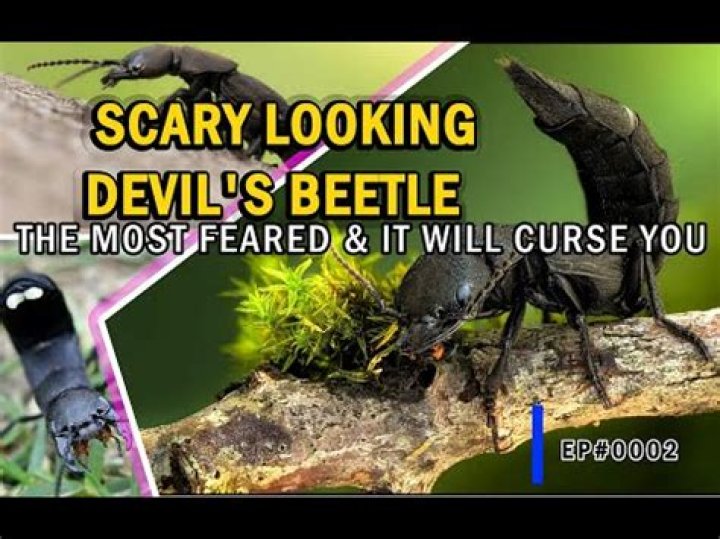 Are Devils coach horse beetles dangerous?