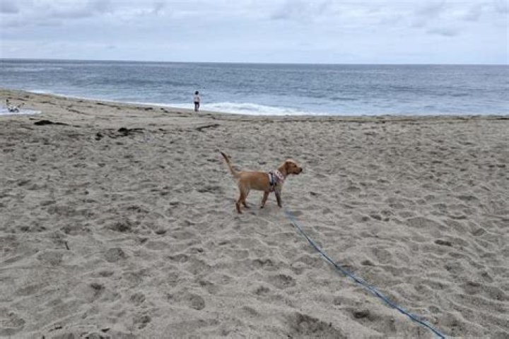 Are dogs allowed on Bolsa Chica State Beach?