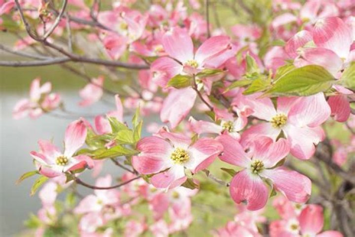 Are dogwood flowers edible?