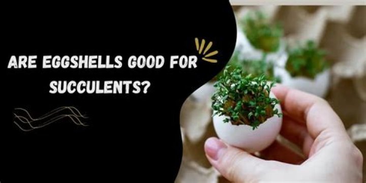 Are eggshells good for succulents?