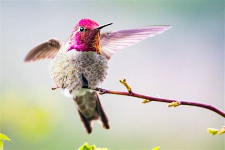 Are female hummingbirds colorful?