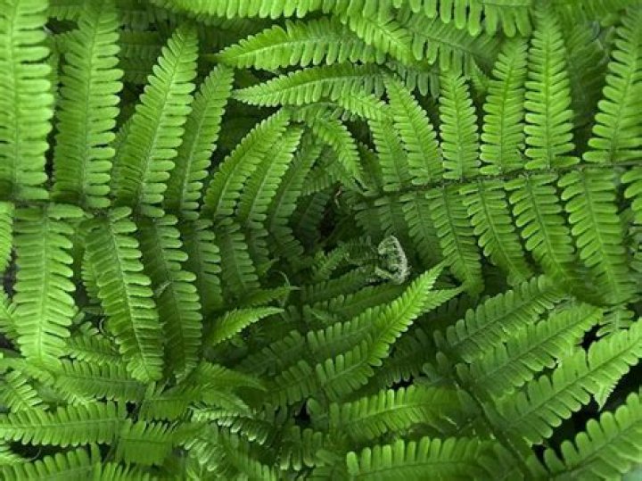 Are ferns poisonous to humans?