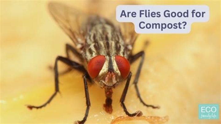 Are flies good for compost?