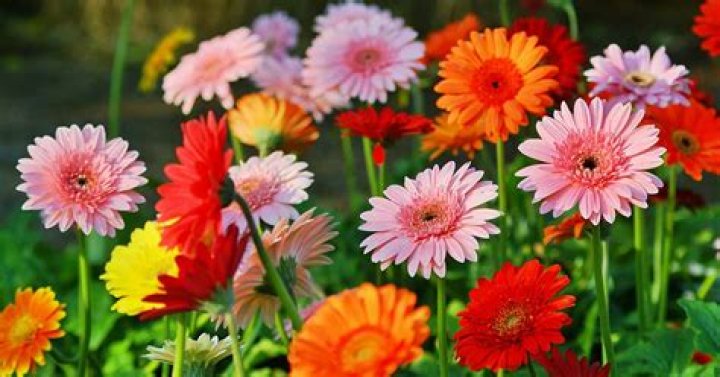 Are Gerber daisies edible?
