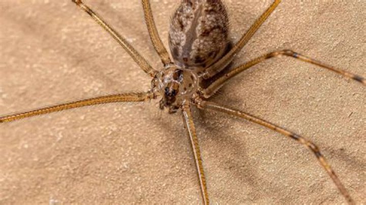 Are granddaddy long legs spiders poisonous?