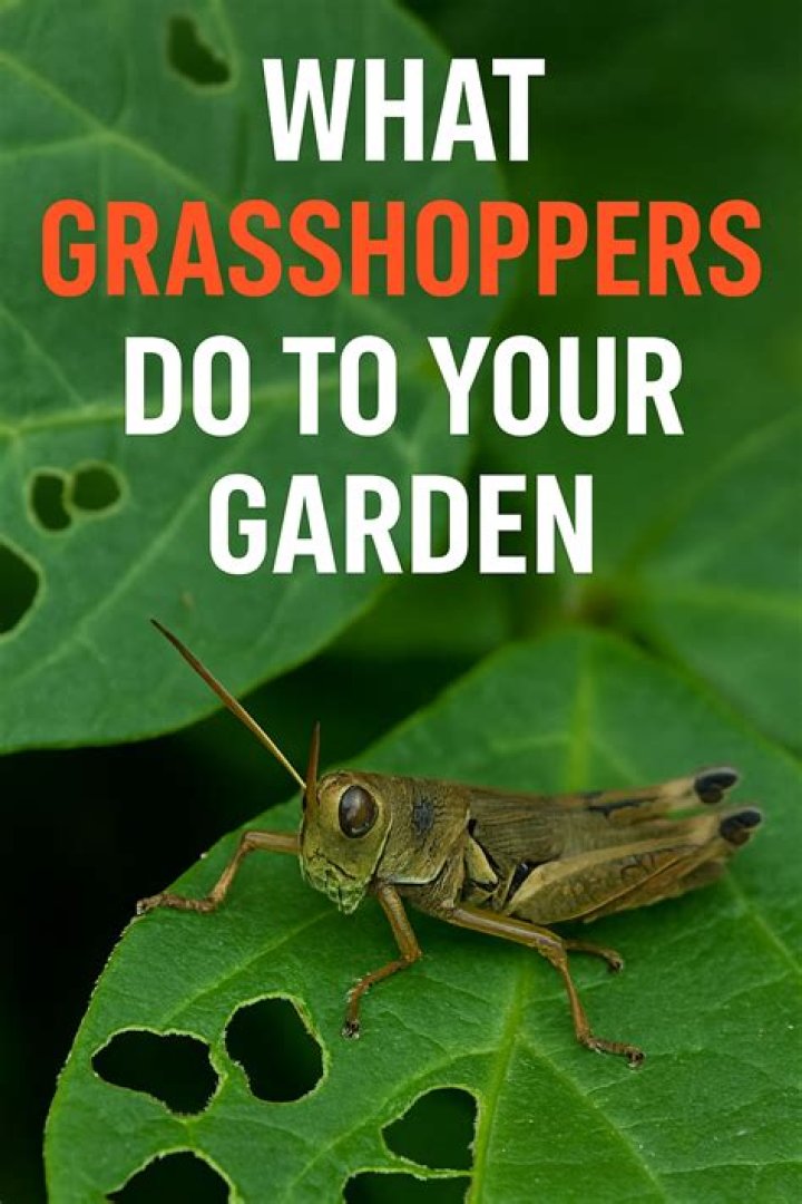 Are grasshoppers good in the garden?