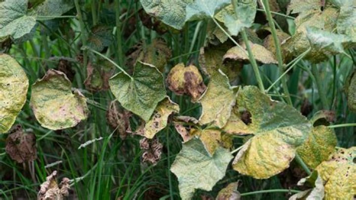 Are hollyhock leaves edible?