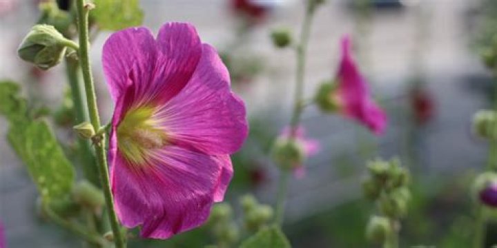 Are hollyhocks perennials UK?