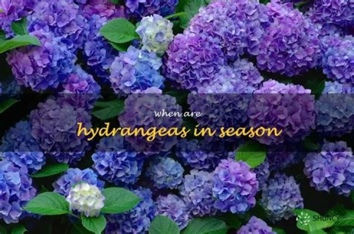 Are hydrangeas in season in November?