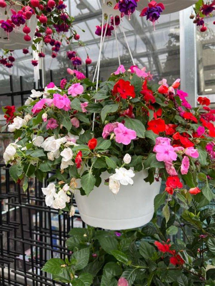 Are impatiens good for hanging baskets?
