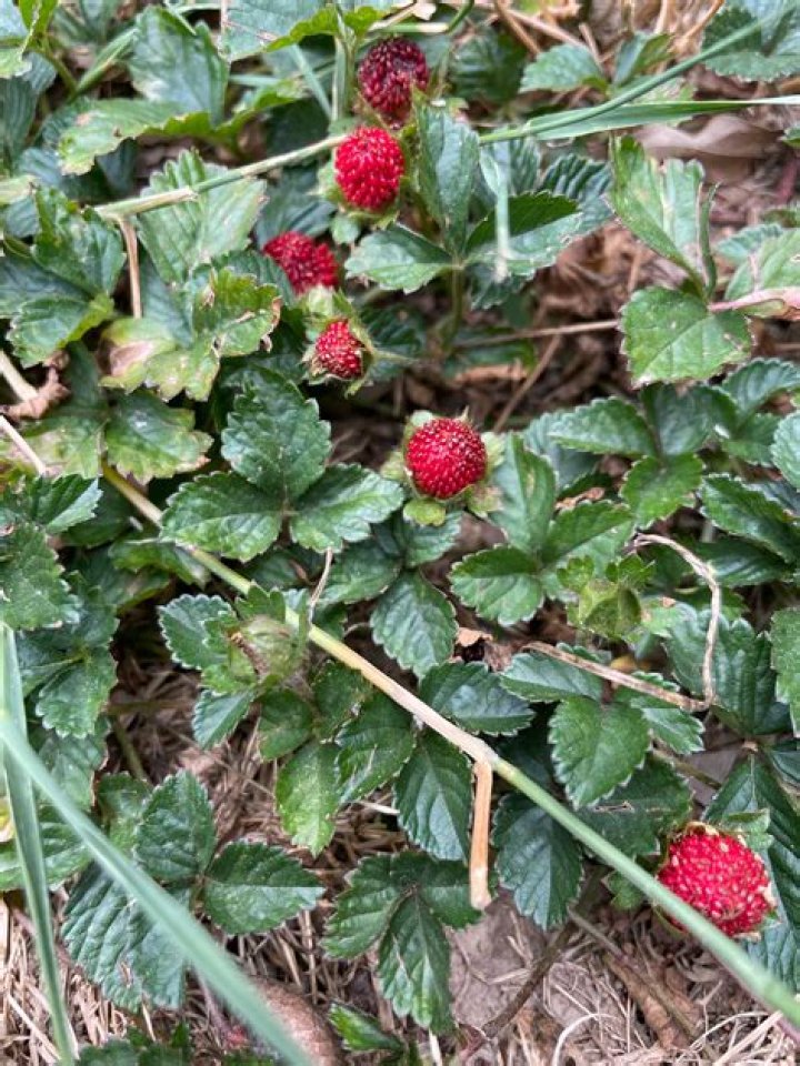 Are Indian mock strawberries poisonous?
