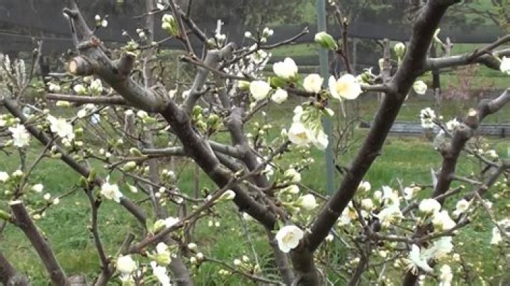 Are Japanese plum trees self pollinating?