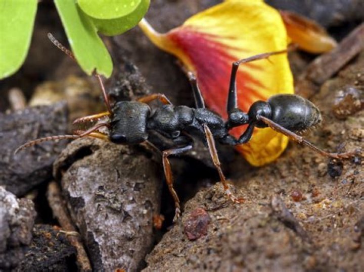 Are Jumping Jack ants poisonous?