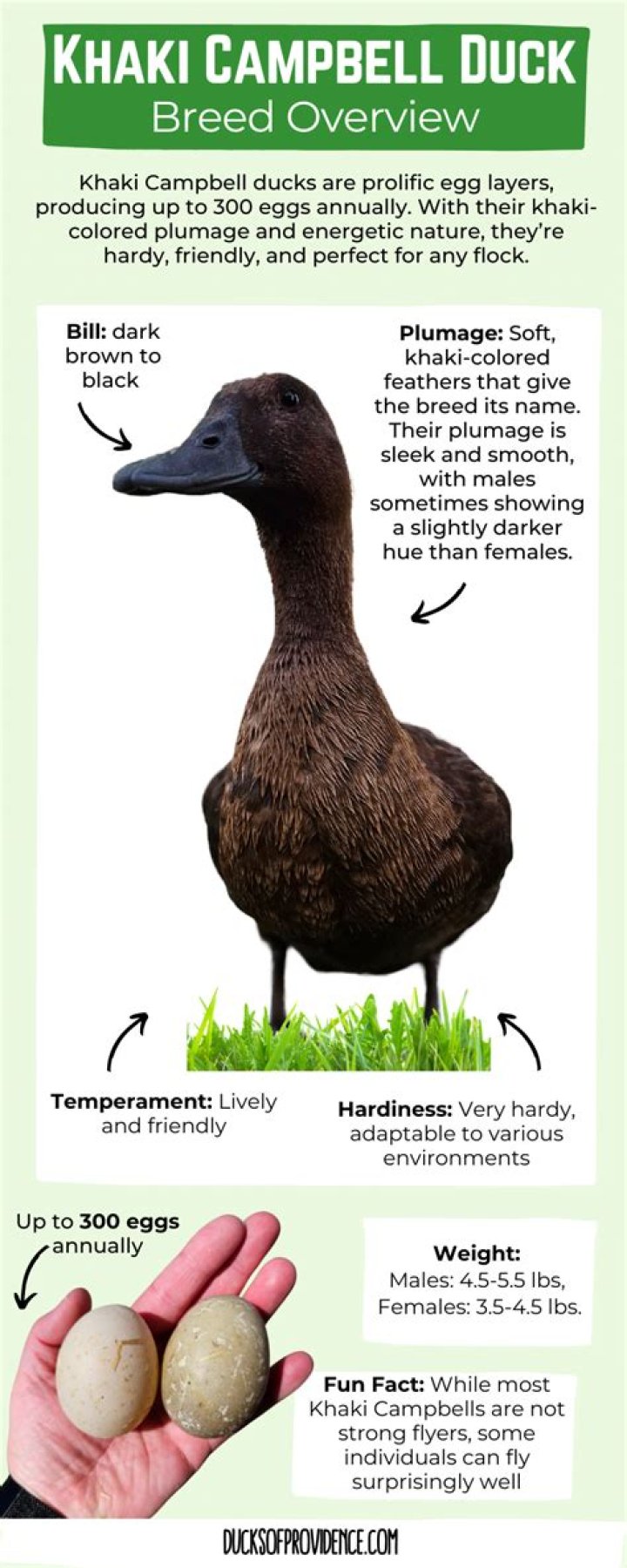 Are Khaki Campbell ducks good layers?