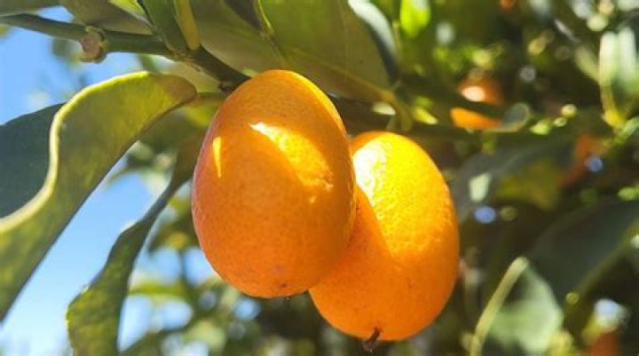 Are kumquats safe to eat?
