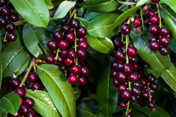 Are laurel berries poisonous to dogs?
