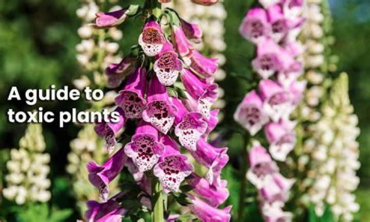 Are leeks poisonous to humans?