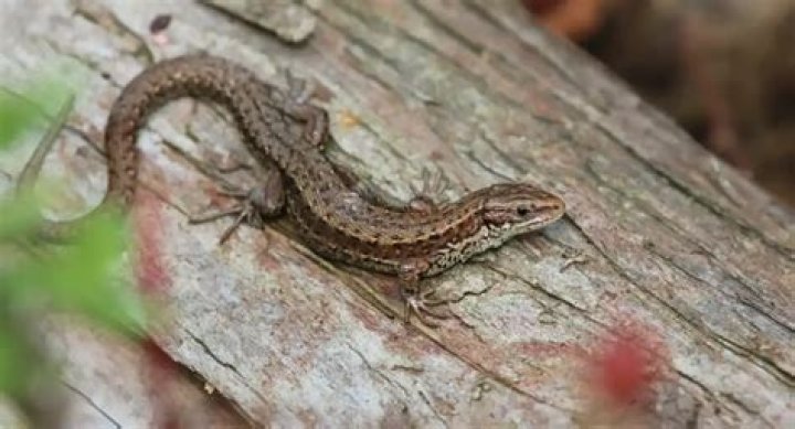 Are lizards scared of birds?