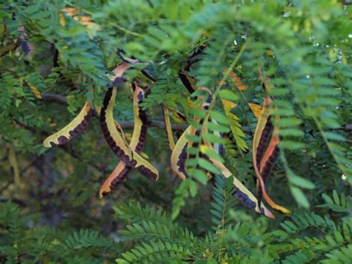 Are locust tree pods poisonous to dogs?